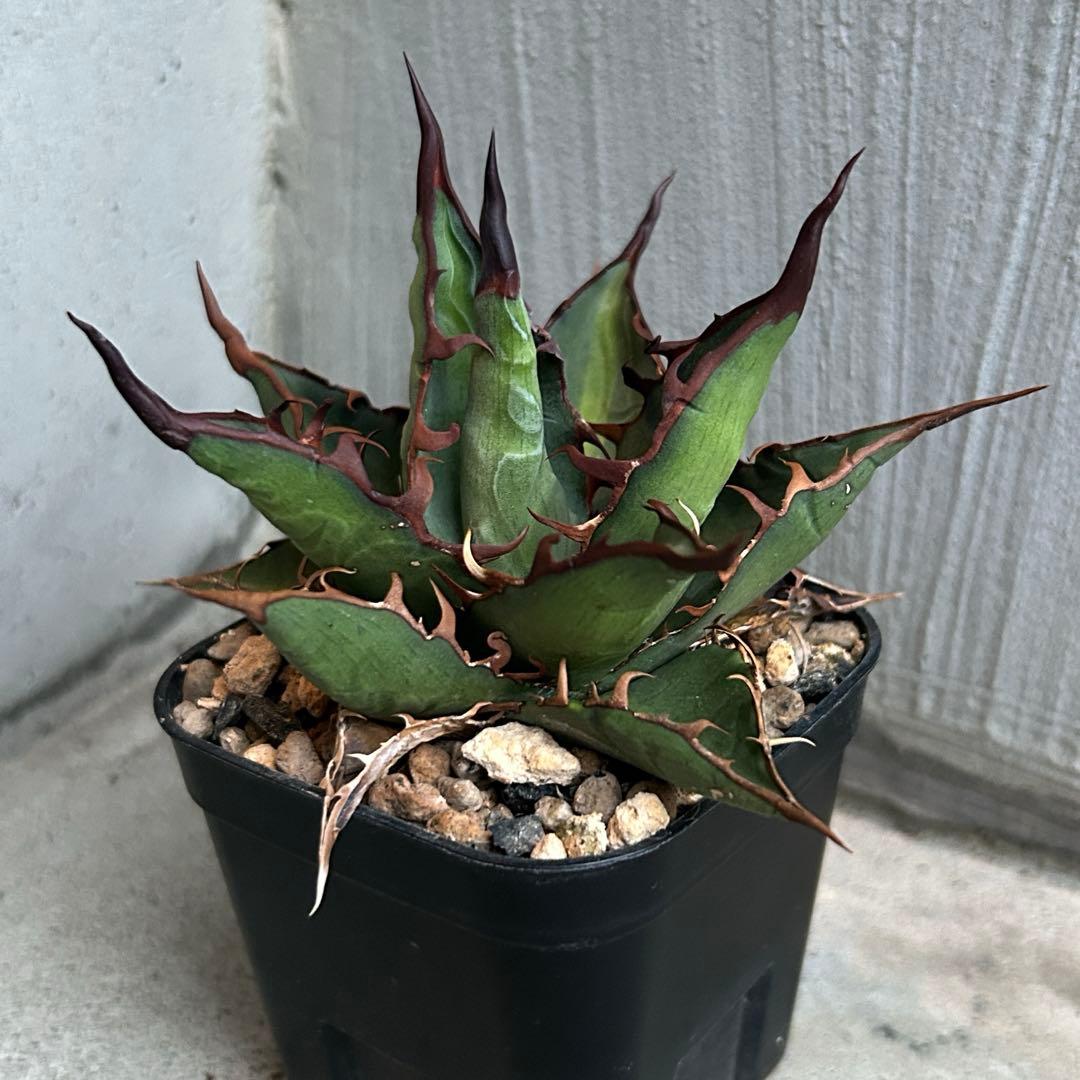 親株 アガベ ハイブリッド キシロナカンサ × コロラータ agave キシコロ