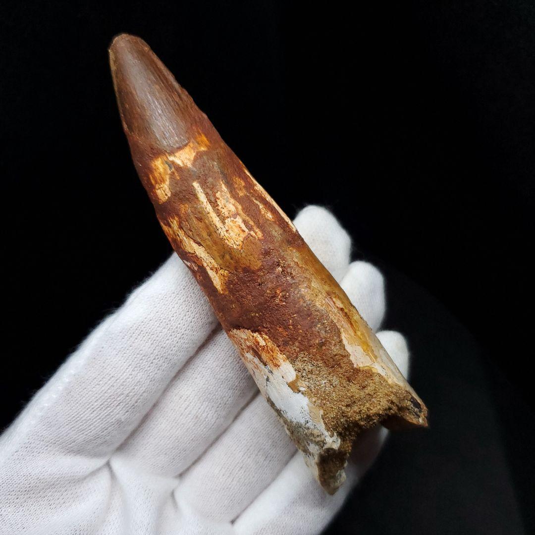 美品 スピノサウルス 本物 モロッコ産 94.41mm  sp435