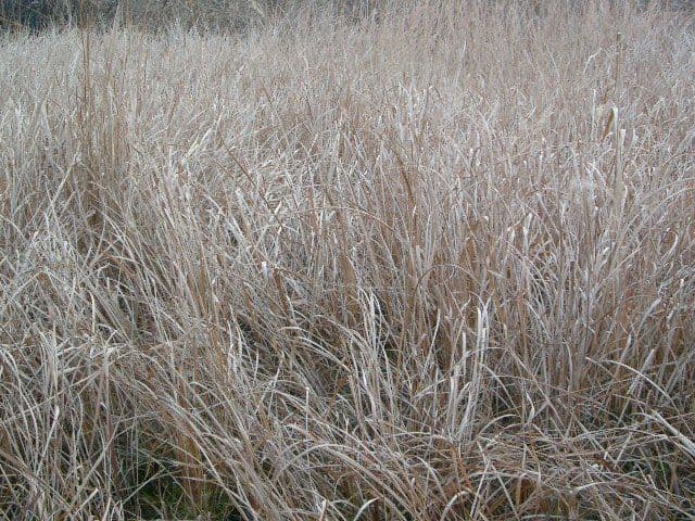 動作確認済み CASIO QV-R4 スマホ転送OK　フルセット