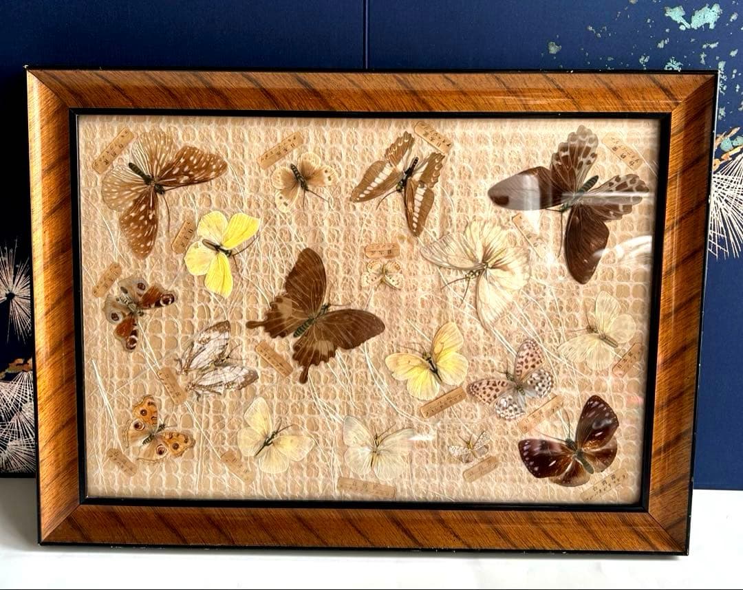 蝶の標本 蝶標本コレクション　18種　日本産　台湾産　木製フレーム付き