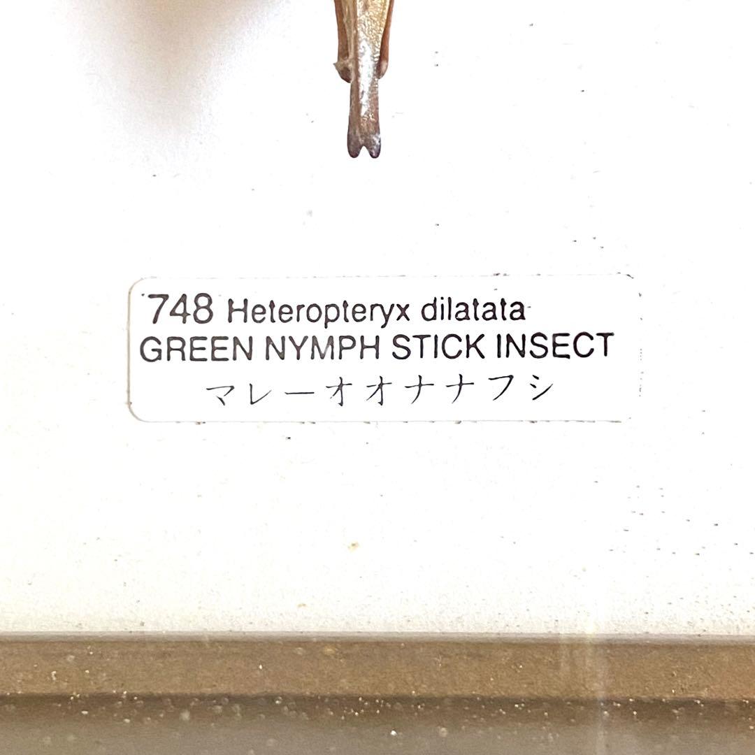 マレーオオナナフシ 昆虫標本 Heteropteryx dilatata
