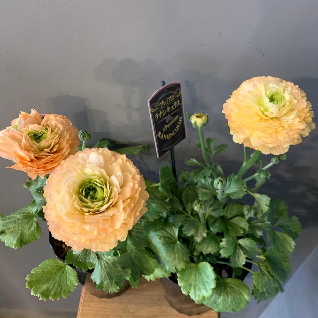 専用　ラナンキュラス プレミアム サクセス トアレグ 2個セット