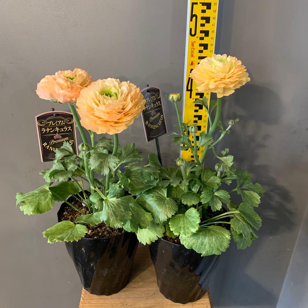 専用　ラナンキュラス プレミアム サクセス トアレグ 2個セット