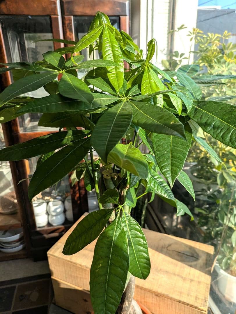 ボタニカルガーデン大杉様のパキラ　 観葉植物