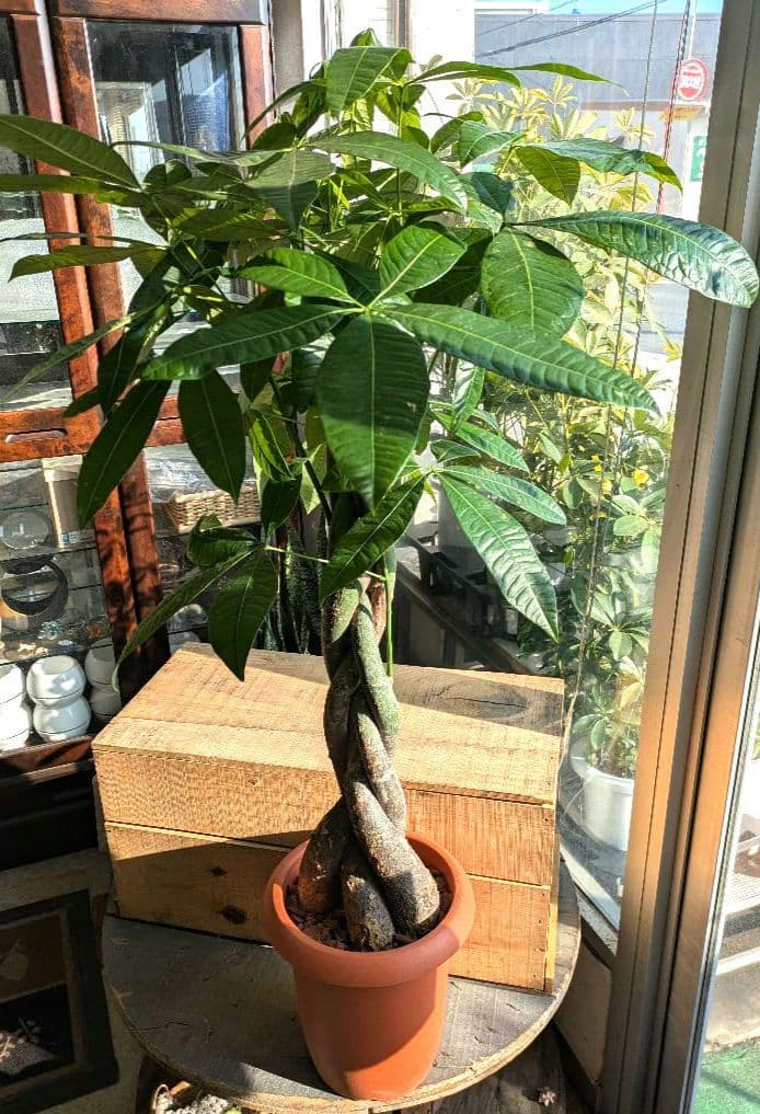 ボタニカルガーデン大杉様のパキラ　 観葉植物