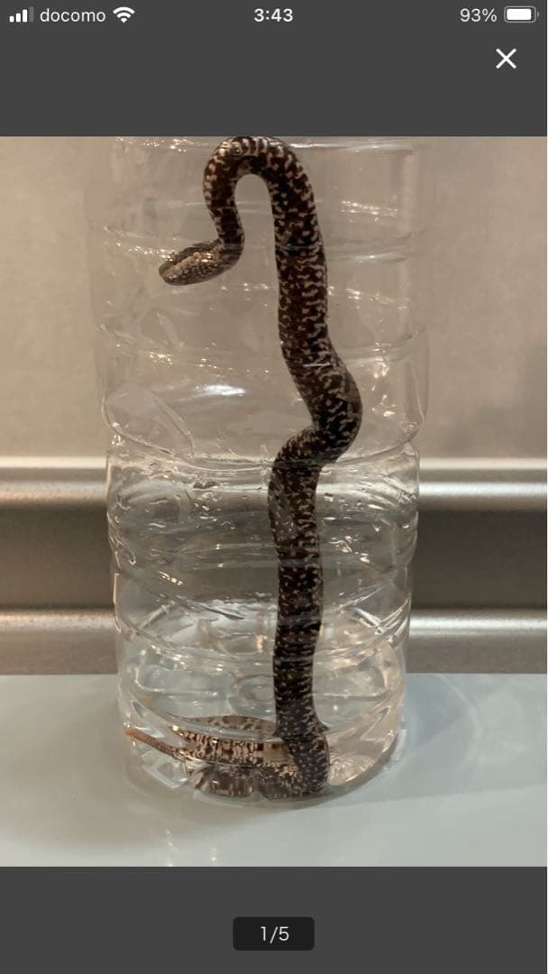 希少　マムシ8匹入り 八塩折酒 めいり