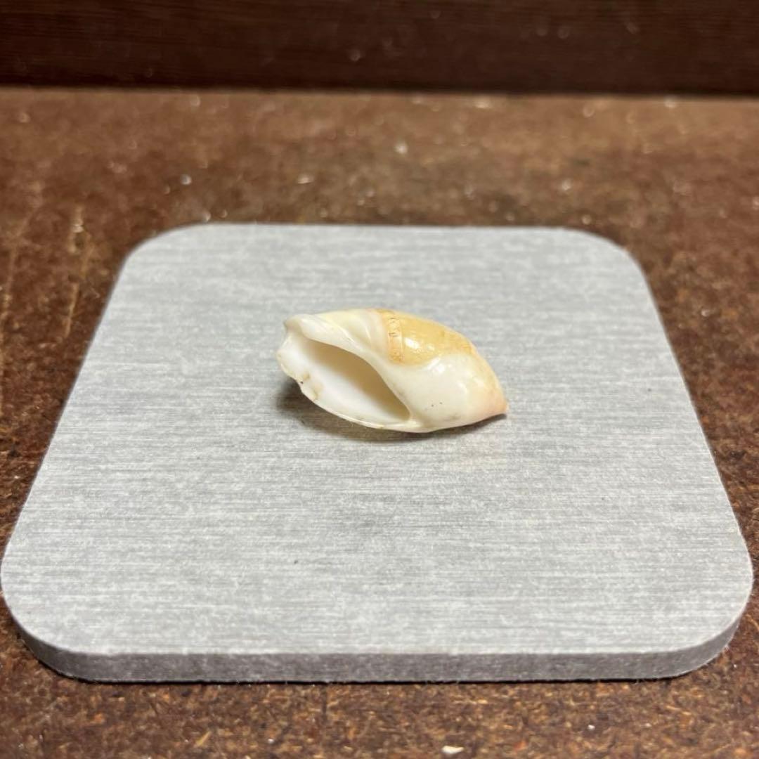 E*s様 激レア　美品　熊本県産　マボロシリュウグウボタル