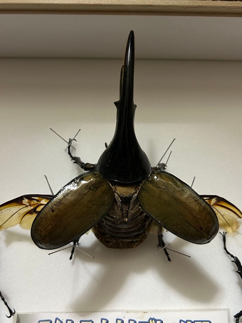 ヘラクレスオオカブト標本(亜種5種) シーラケース付きセット