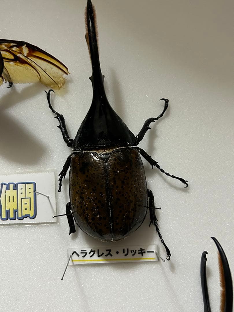 ヘラクレスオオカブト標本(亜種5種) シーラケース付きセット