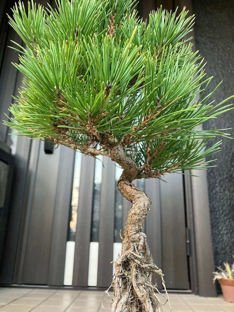 黒松盆栽　樹形(幹の曲等)が美しい根上がり　究極の逸品！　超大特価！早いもの勝ち