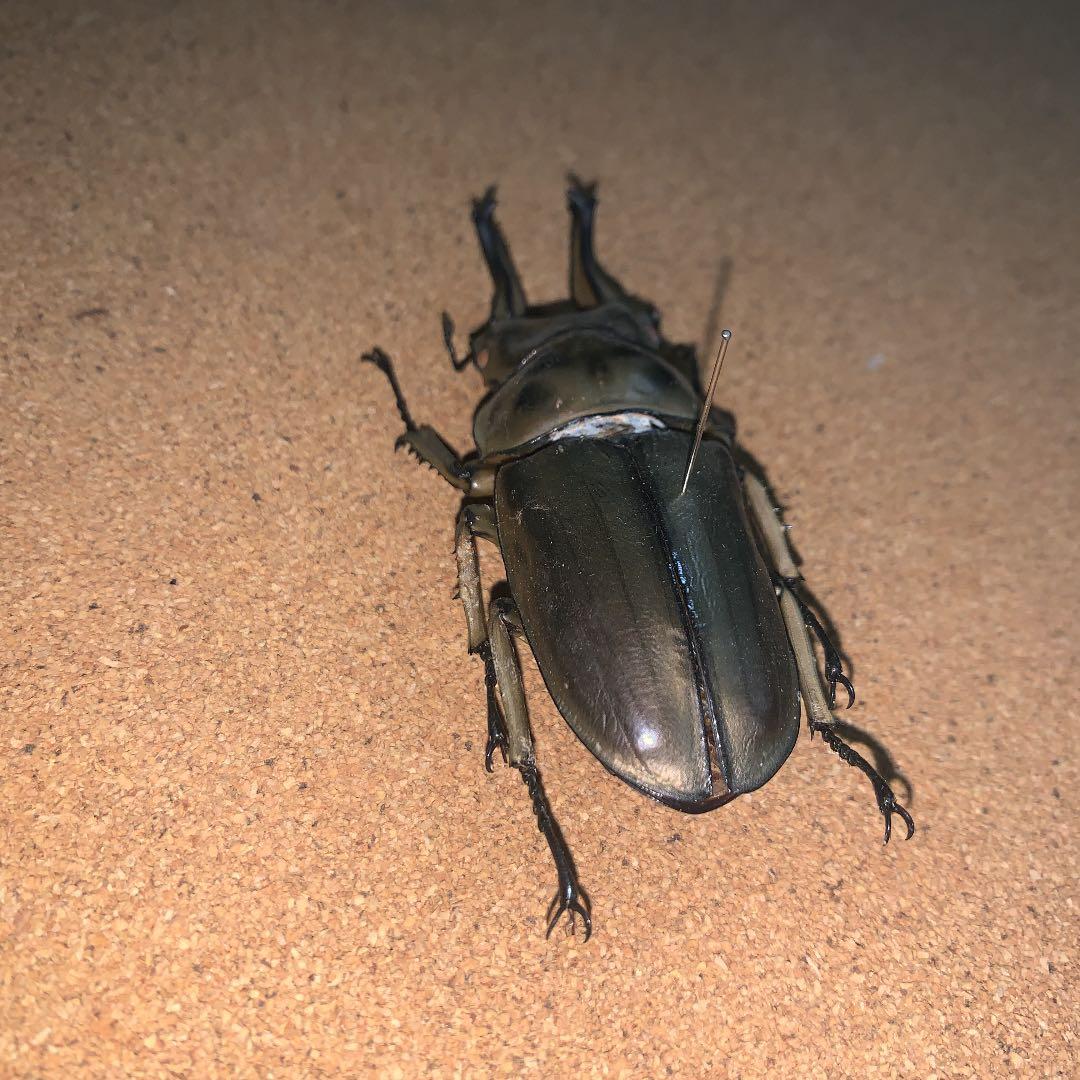 A.ローゼンベルク　オオゴンオニクワガタ雄78㍉野外品