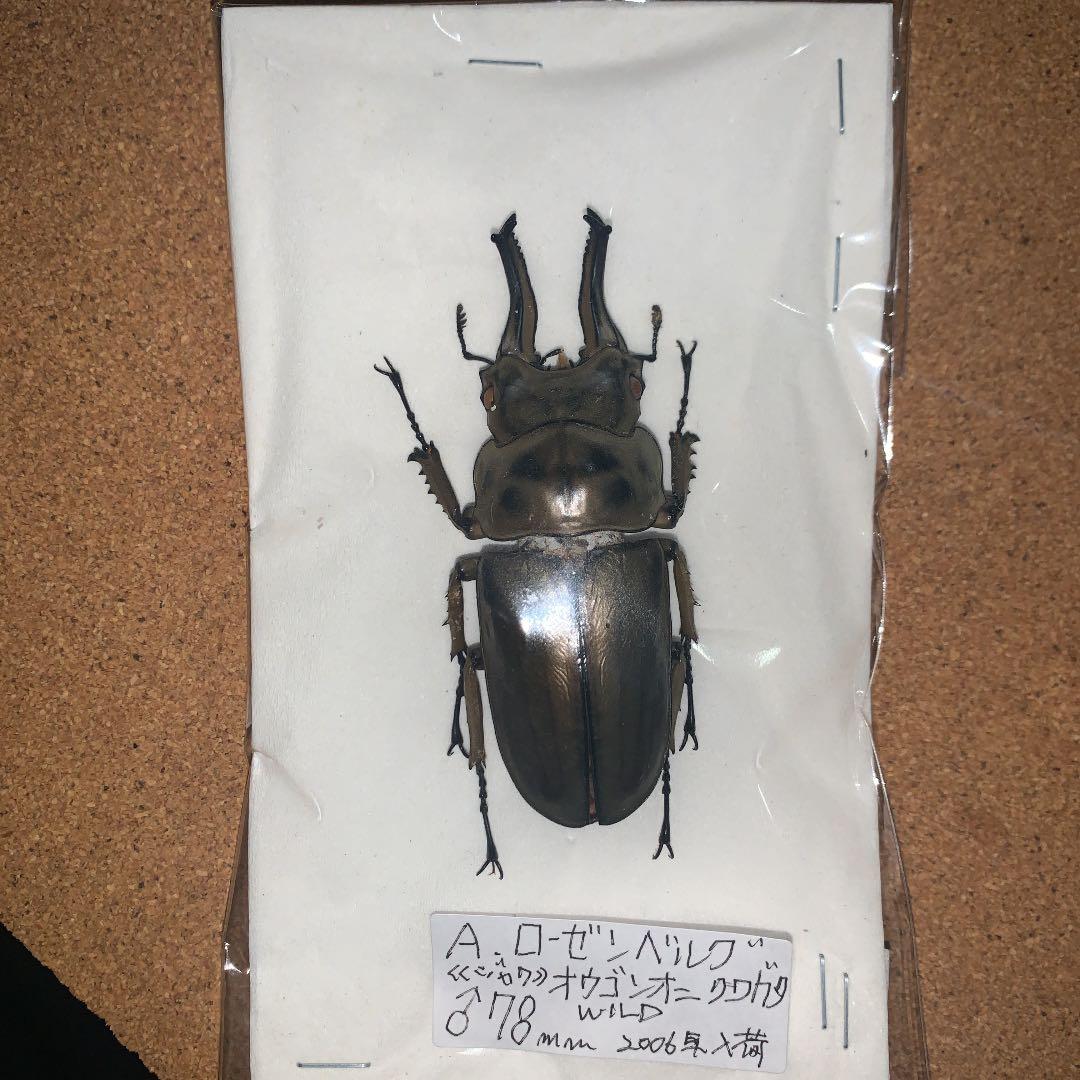 A.ローゼンベルク　オオゴンオニクワガタ雄78㍉野外品