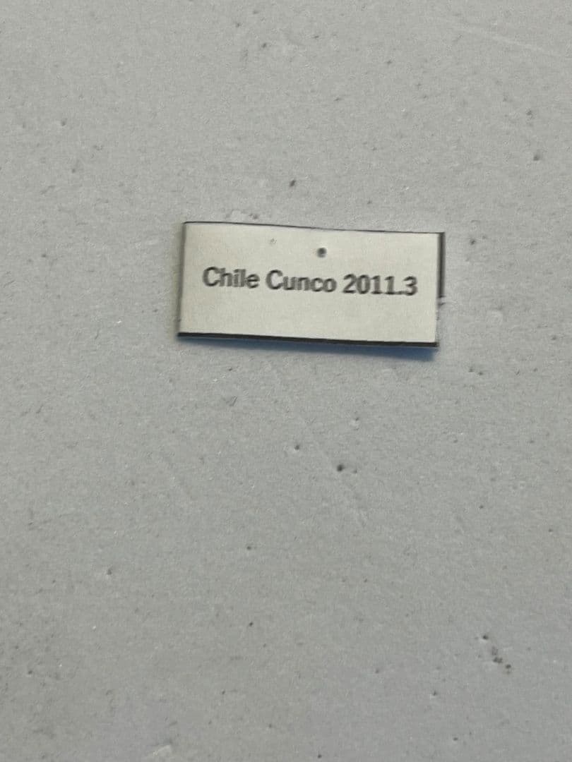 【極美個体】チリオサムシ標本 Ceroglossus chilensis