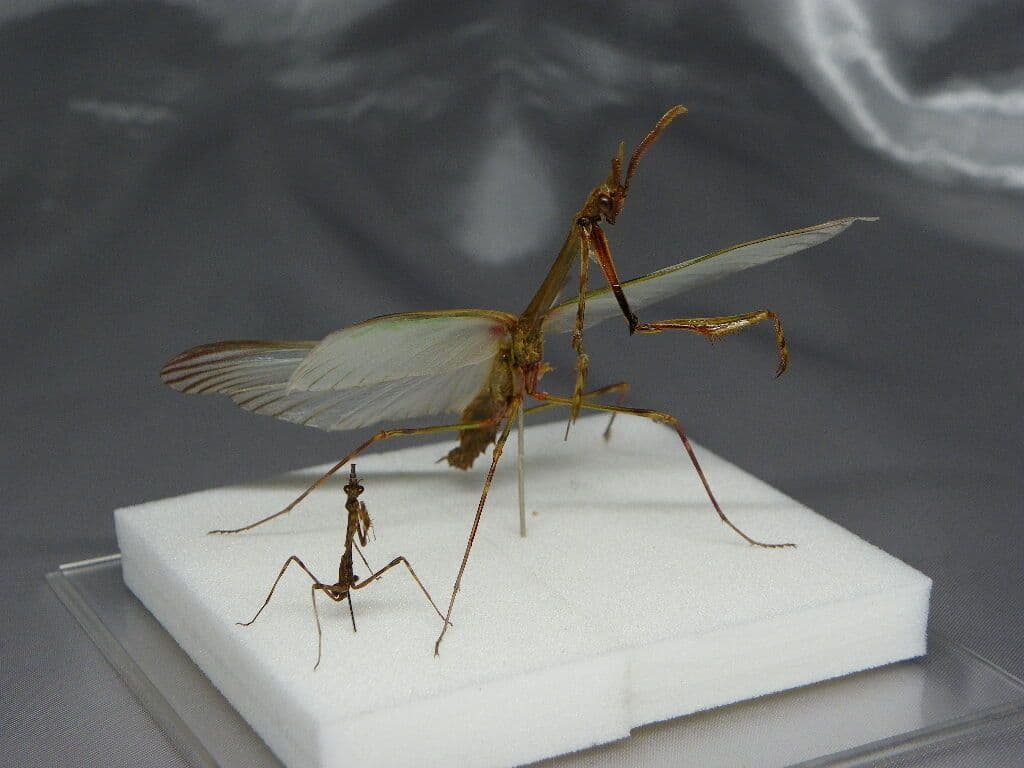 エンプーサペンナータ　クシヒゲカマキリ　ペア 立体標本　ジャンク
