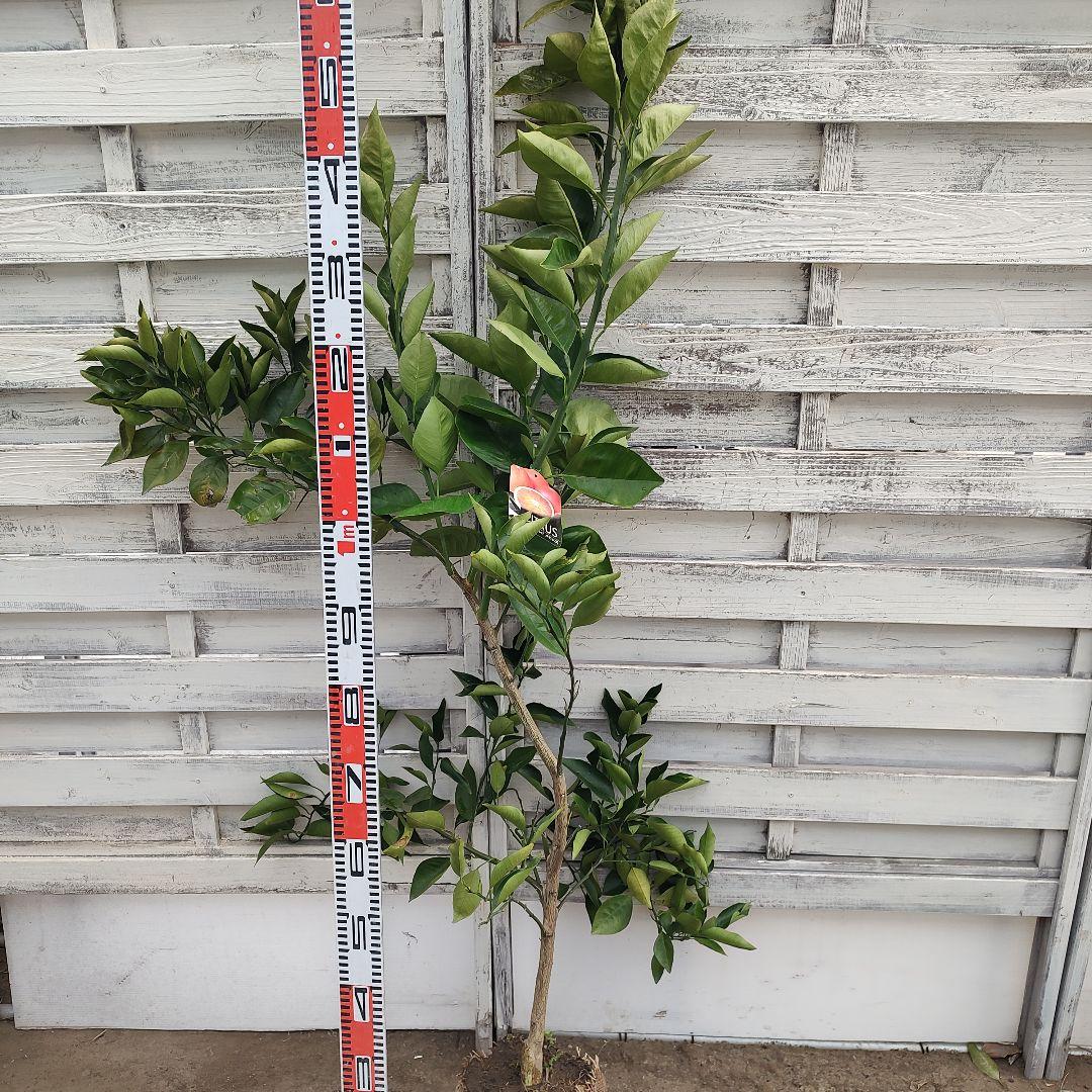 ブラッドオレンジ タロッコ 3年生 大苗 ラスト1本