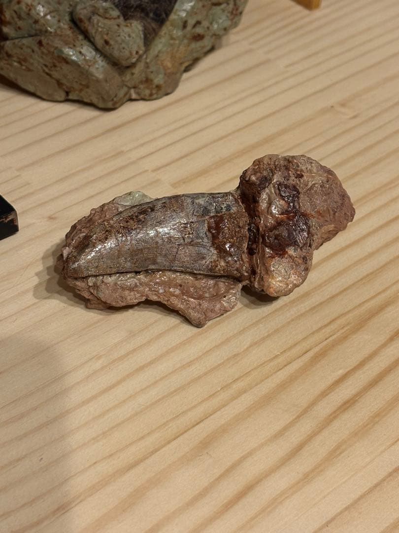 メガロサウルスの歯　化石　モロッコ　恐竜