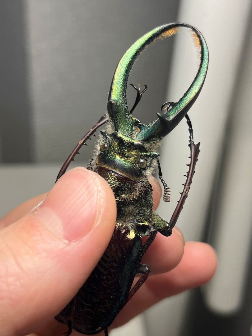 【顎GREEN】ギガンテウスシワバネクワガタ 昆虫標本 ニジイロクワガタ