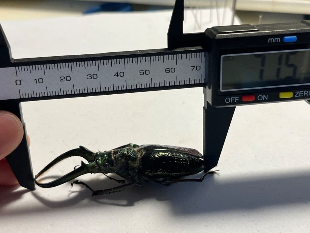 【顎GREEN】ギガンテウスシワバネクワガタ 昆虫標本 ニジイロクワガタ