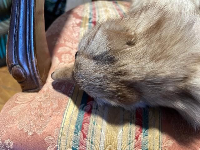 クリーム色のファーコート