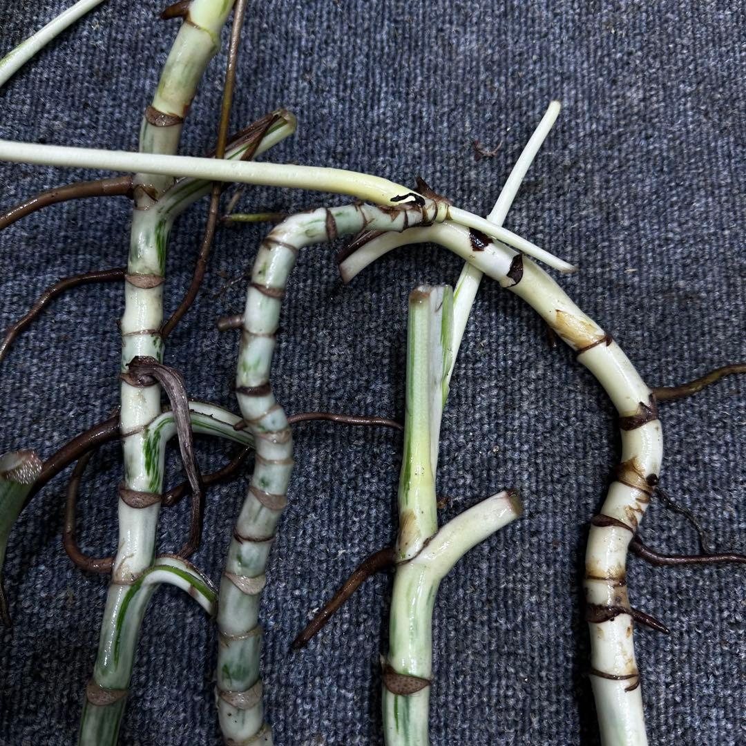 a*a様 斑入りモンステラホワイトタイガー大茎6株おまとめ