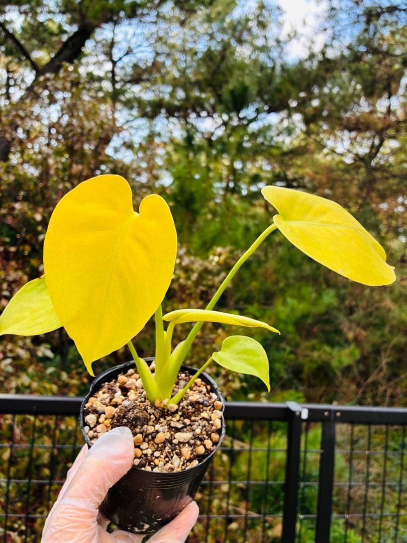 モンステラ　デリシオーサ ‘Triple Yellow’ 新種　黄金葉