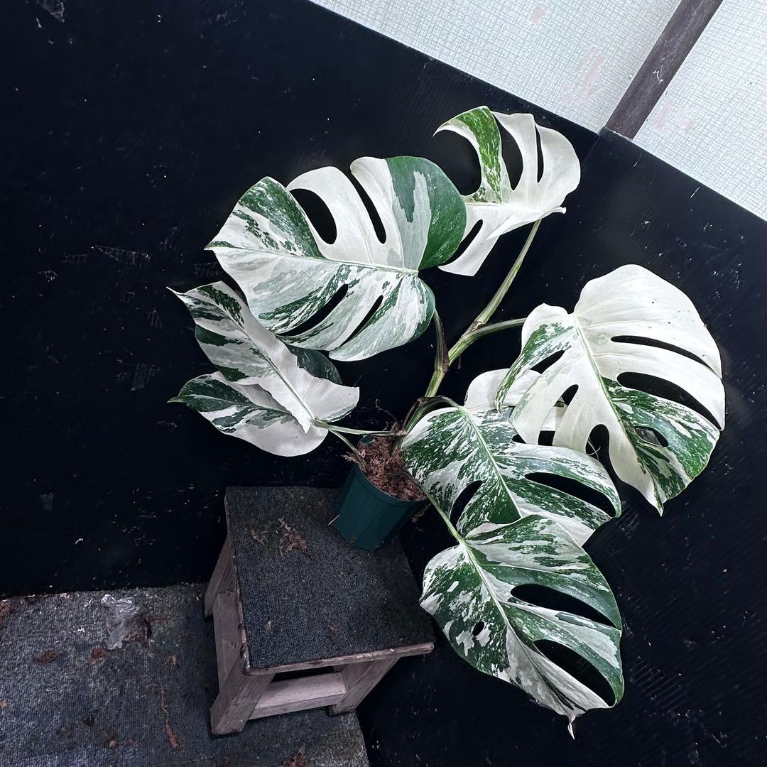 ビ*ズ様 斑入りモンステラ ホワイトタイガー極美大株65cm白斑多