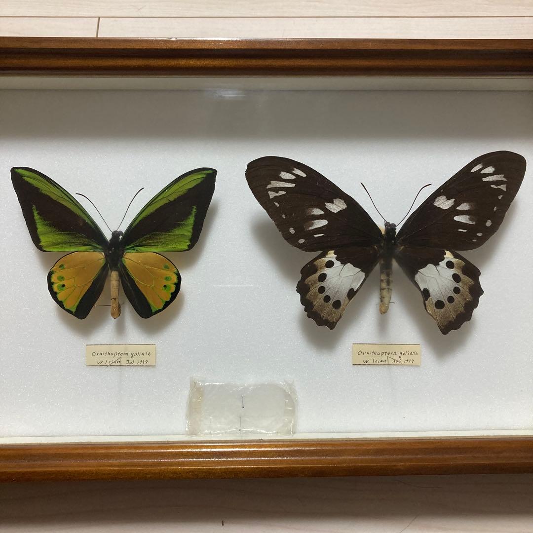 ゴライアストリバネアゲハ　ペア 蝶 標本　昆虫