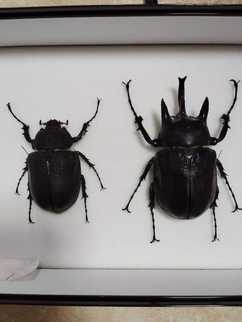 【アクティオンゾウカブトムシ】 アクティオン標本 　昆虫セット　オスメスペア