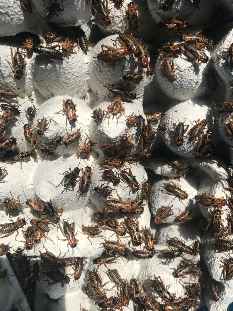 ◾️カリスマ♪♪商品◾️ 冷凍コオロギ1kg M・Lサイズ　フタホシコオロギ