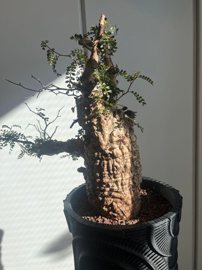 オペルクリカリア・パキプス　 現地発根株　 発根済み