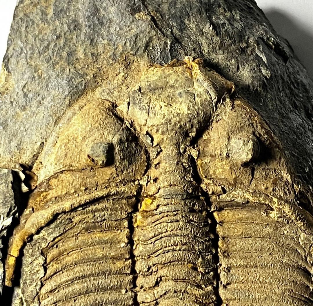 三葉虫　化石　Coronocephalus