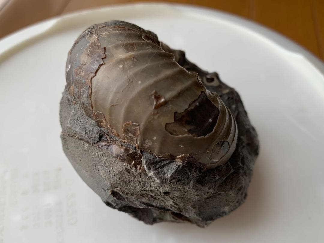 ※なか　確認用　アンモナイト2個セット