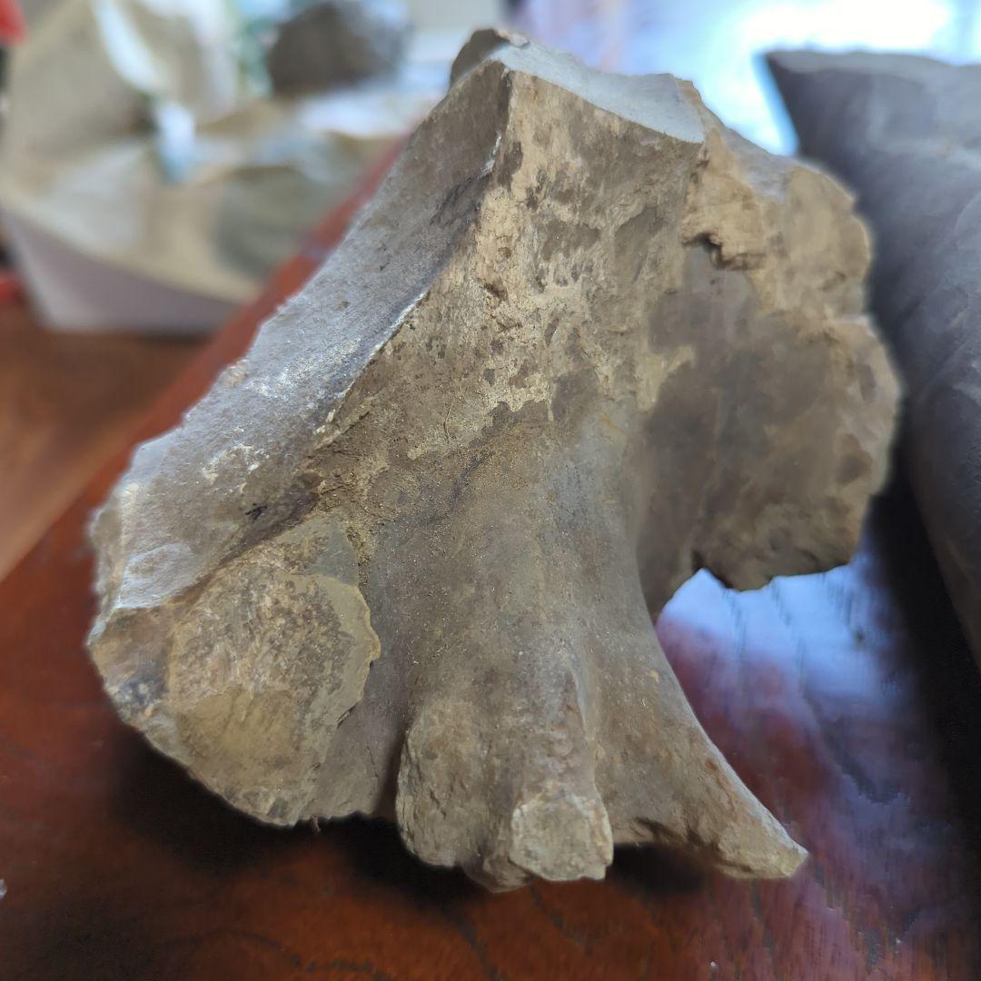 化石 不規則な形状 グレー系 約10cm