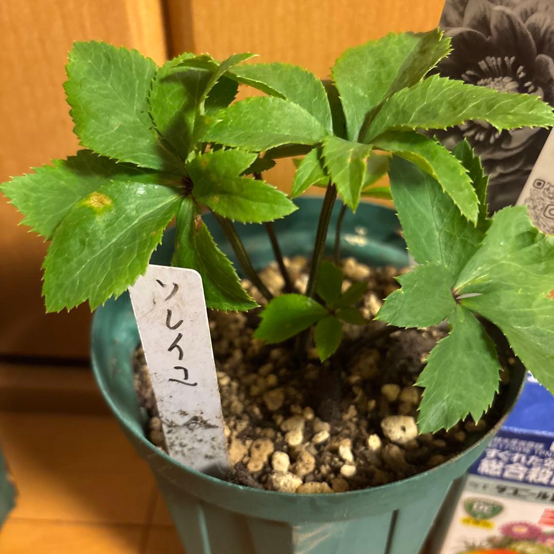 クリスマスローズ 極上 認定ソレイ☆ ラスト‼️ ③