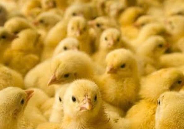 冷凍ヒヨコ(餌用)300羽