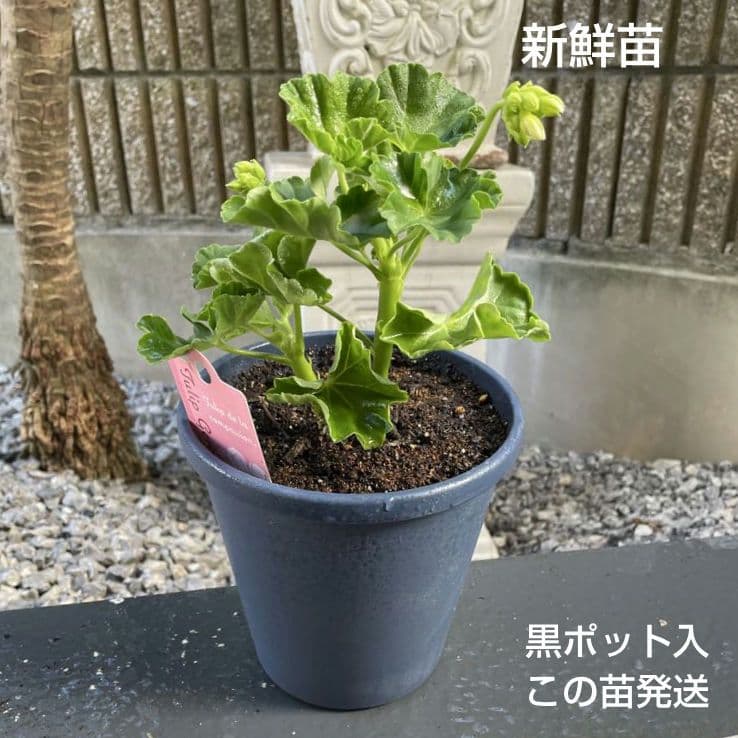 香香 様 ゼラニウム苗 ３品種