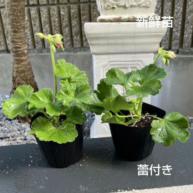 香香 様 ゼラニウム苗 ３品種