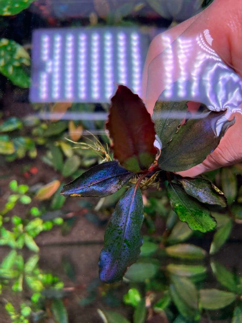 水草 Bucephalandra sp. Galaxy Purple