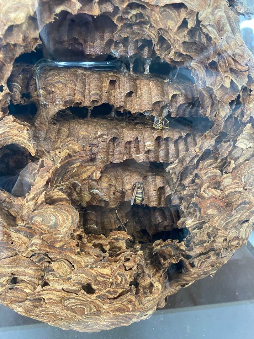 大スズメ蜂の巣