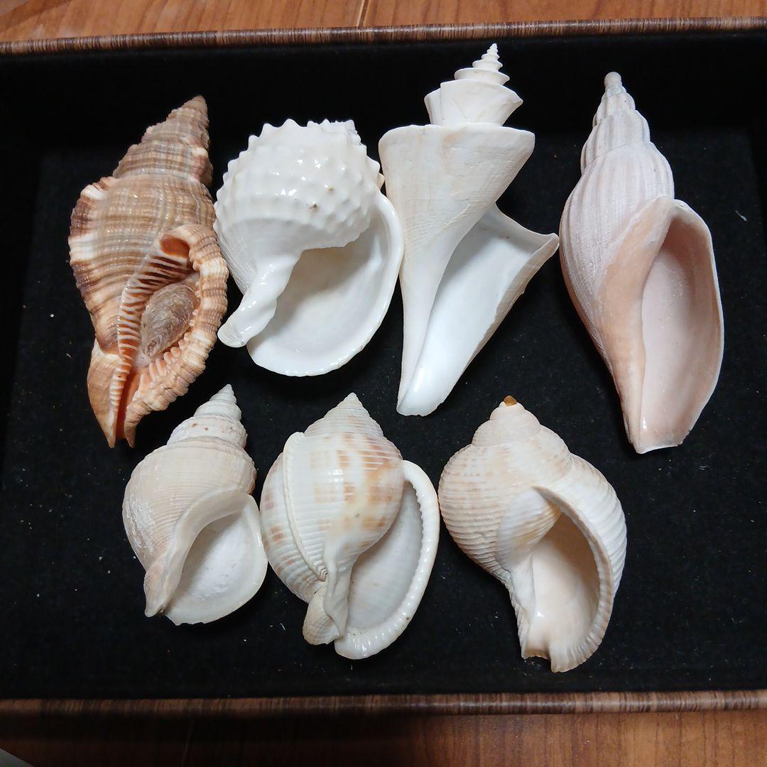 貝殻まとめ売り⑰