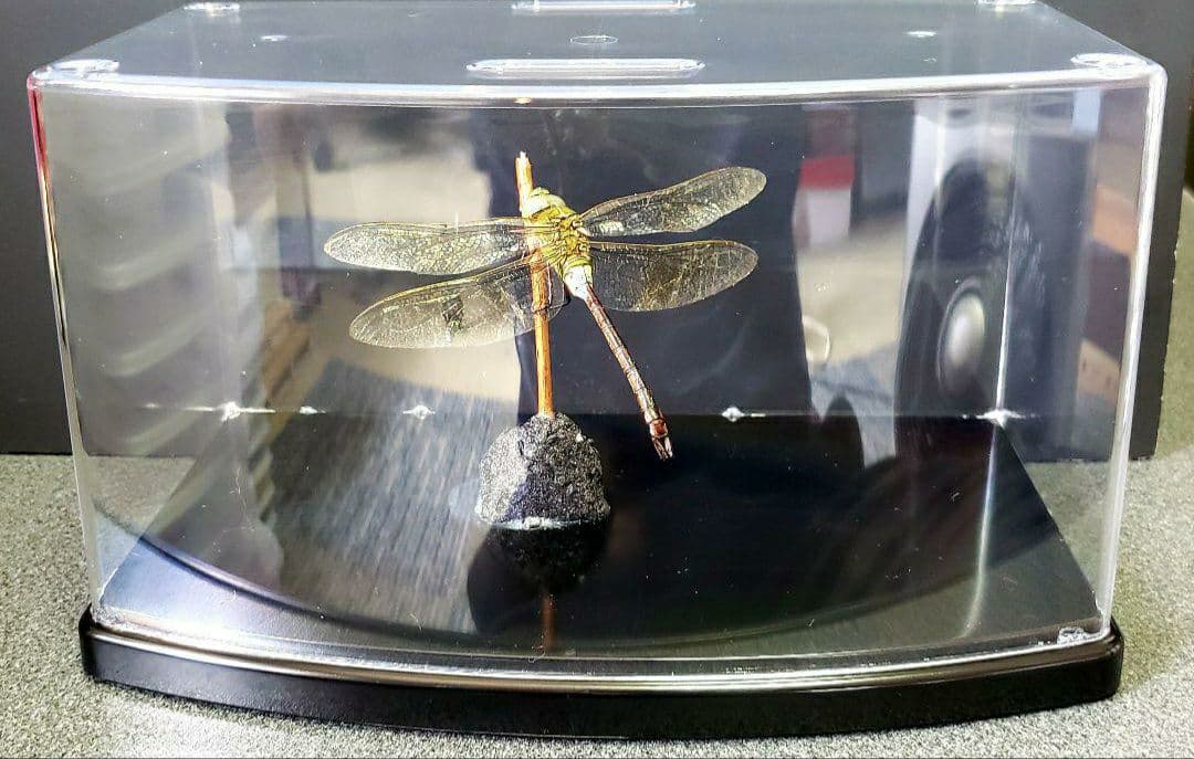 くなりみい出品 立体標本6点