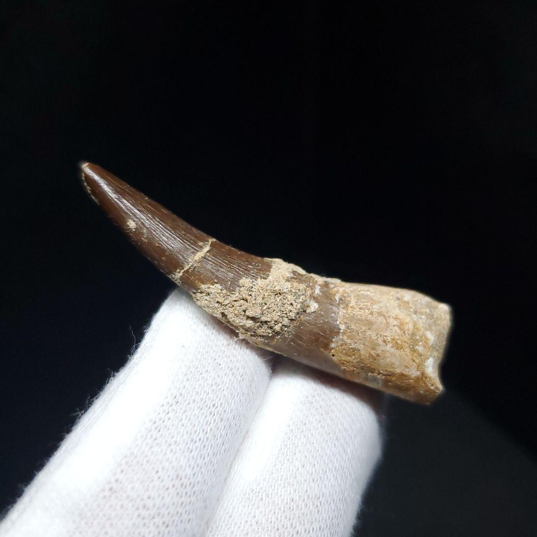 プレシオサウルス 化石 歯 本物 モロッコ産 48mm ケース付 pr112