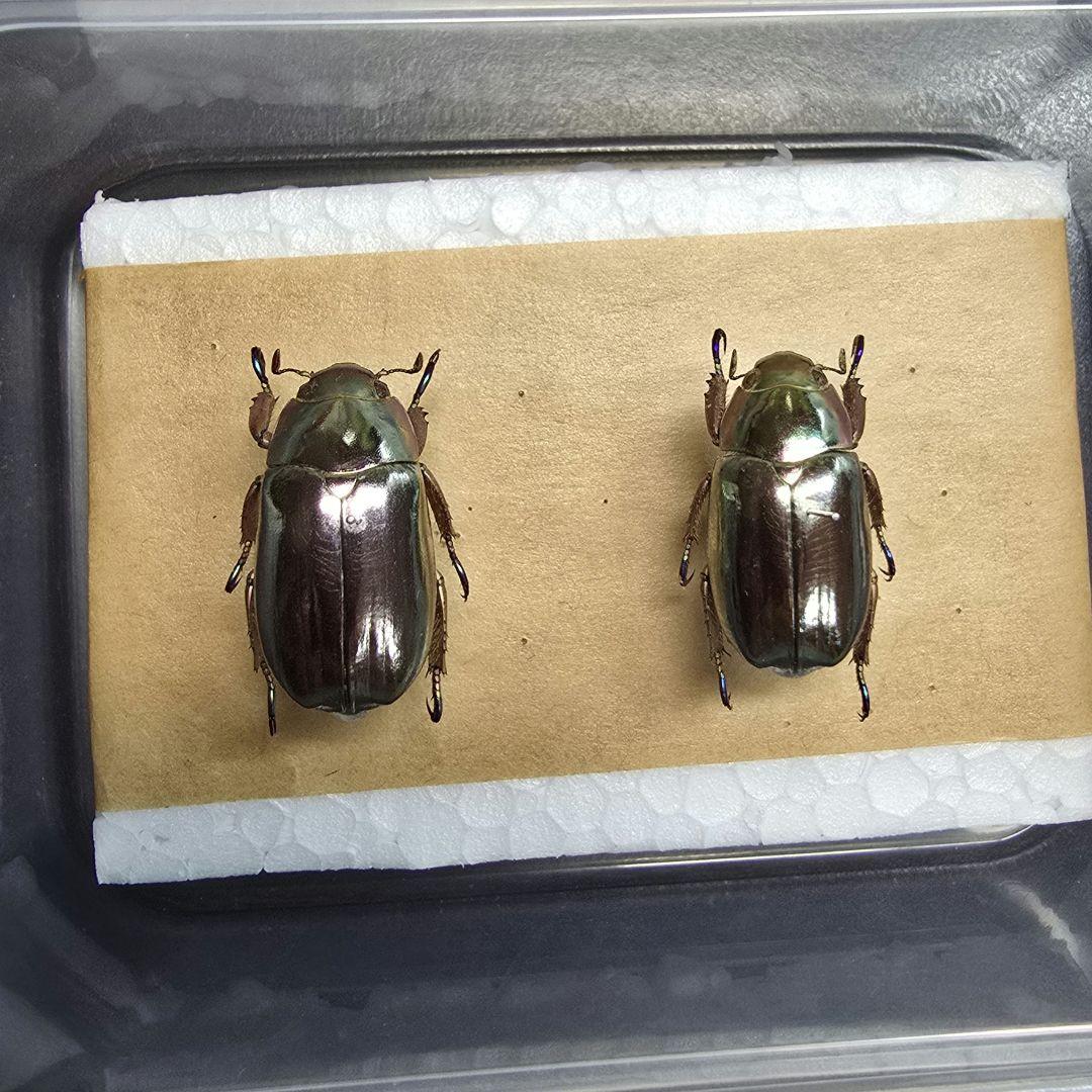 プラチナコガネ標本２頭セット