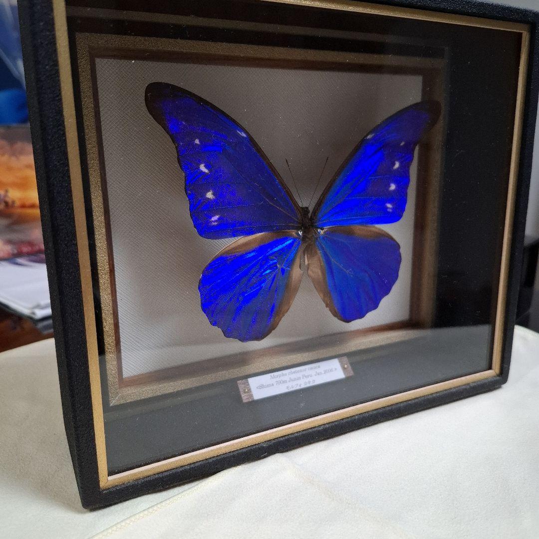 カキカモルフォ　標本　専門的な箱