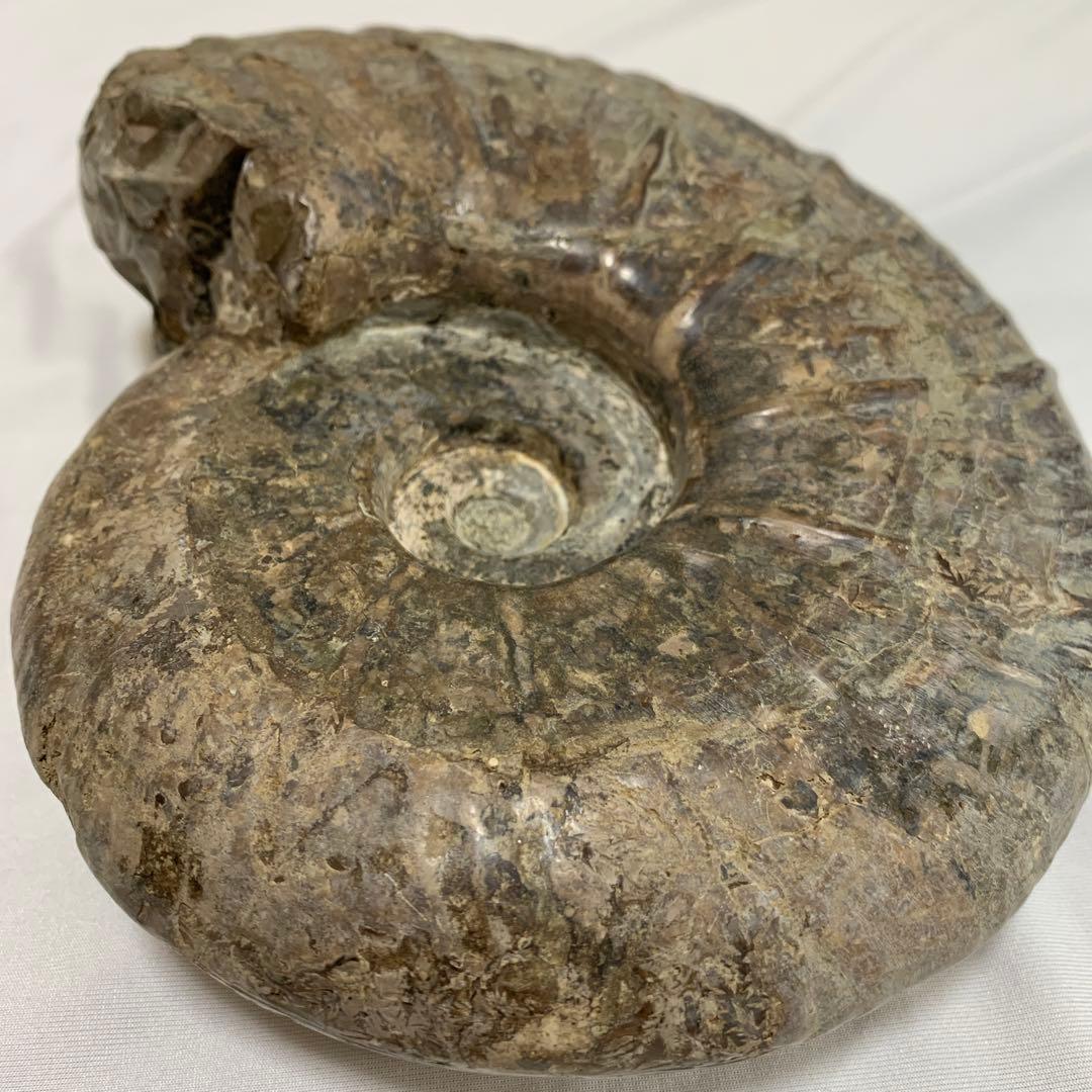 大型　アンモナイト　化石　17cm