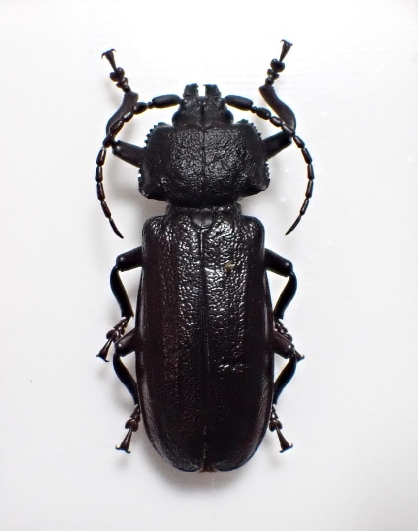 超希少　P.N.G　ウスバカミキリ　標本
