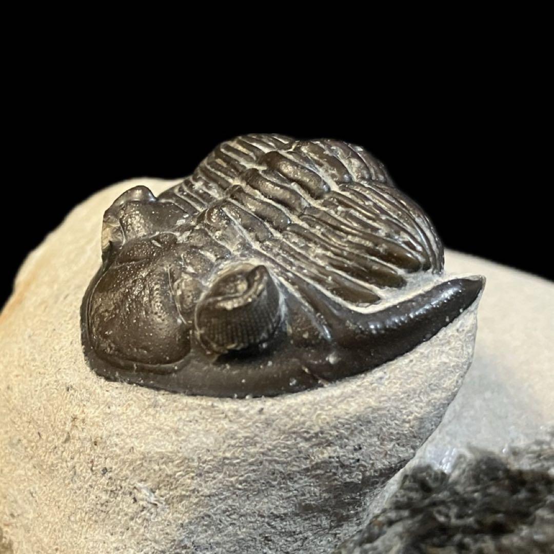 メタカンティナ　canthina　三葉虫　化石　モロッコ 産