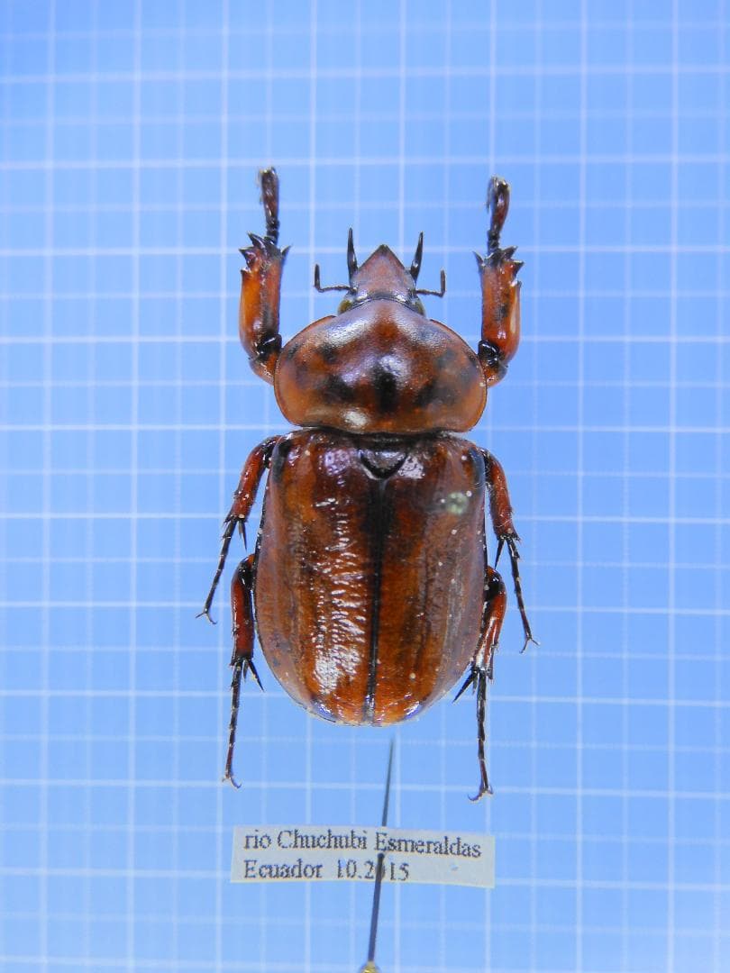 フソウ様 リクエスト 3点 まとめ商品