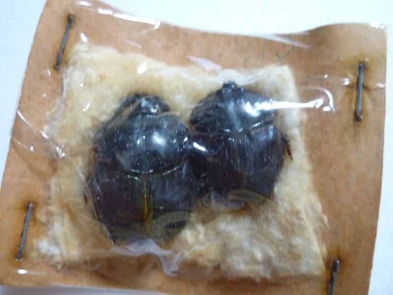 【外国産コガネムシ標本】ダイコクコガネ/アルゼンチン産/26.1mm21.4mm