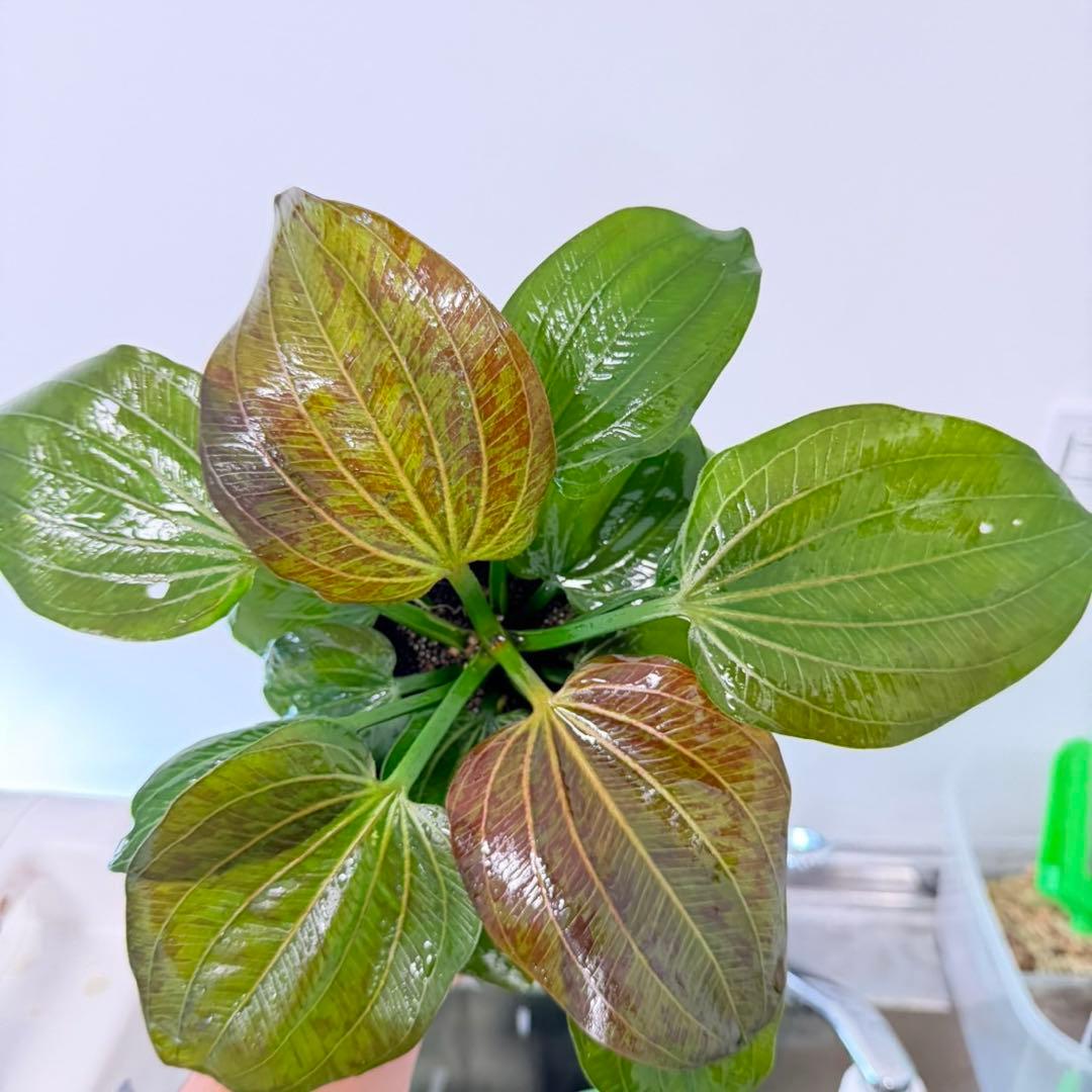 【お値下げしました】大株！ADA エキノドルス・オパクス　タイプB